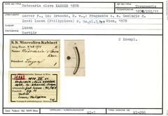 Karteikarte zum Syntyp von Nodosaria clava Karrer, 1878